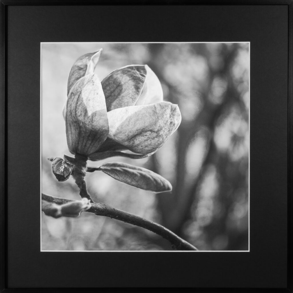 Magnolia in bloom.