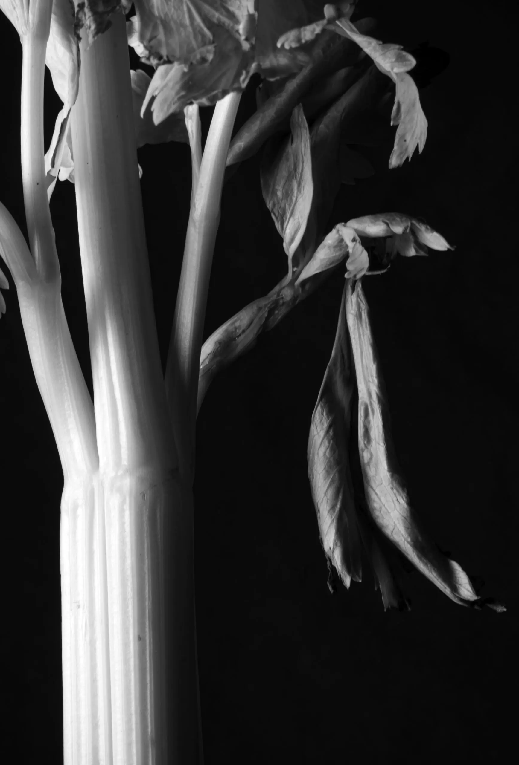 gallery grid image