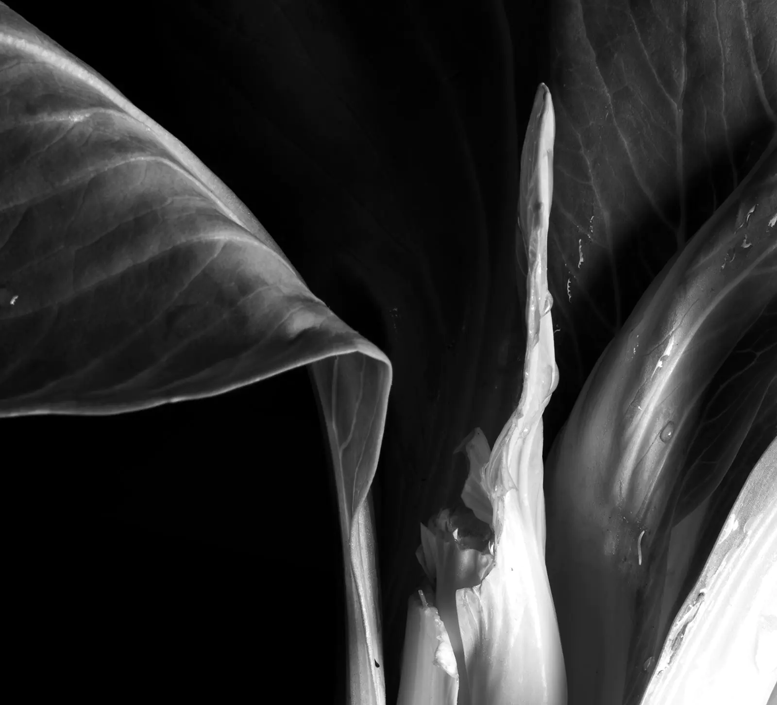 gallery grid image