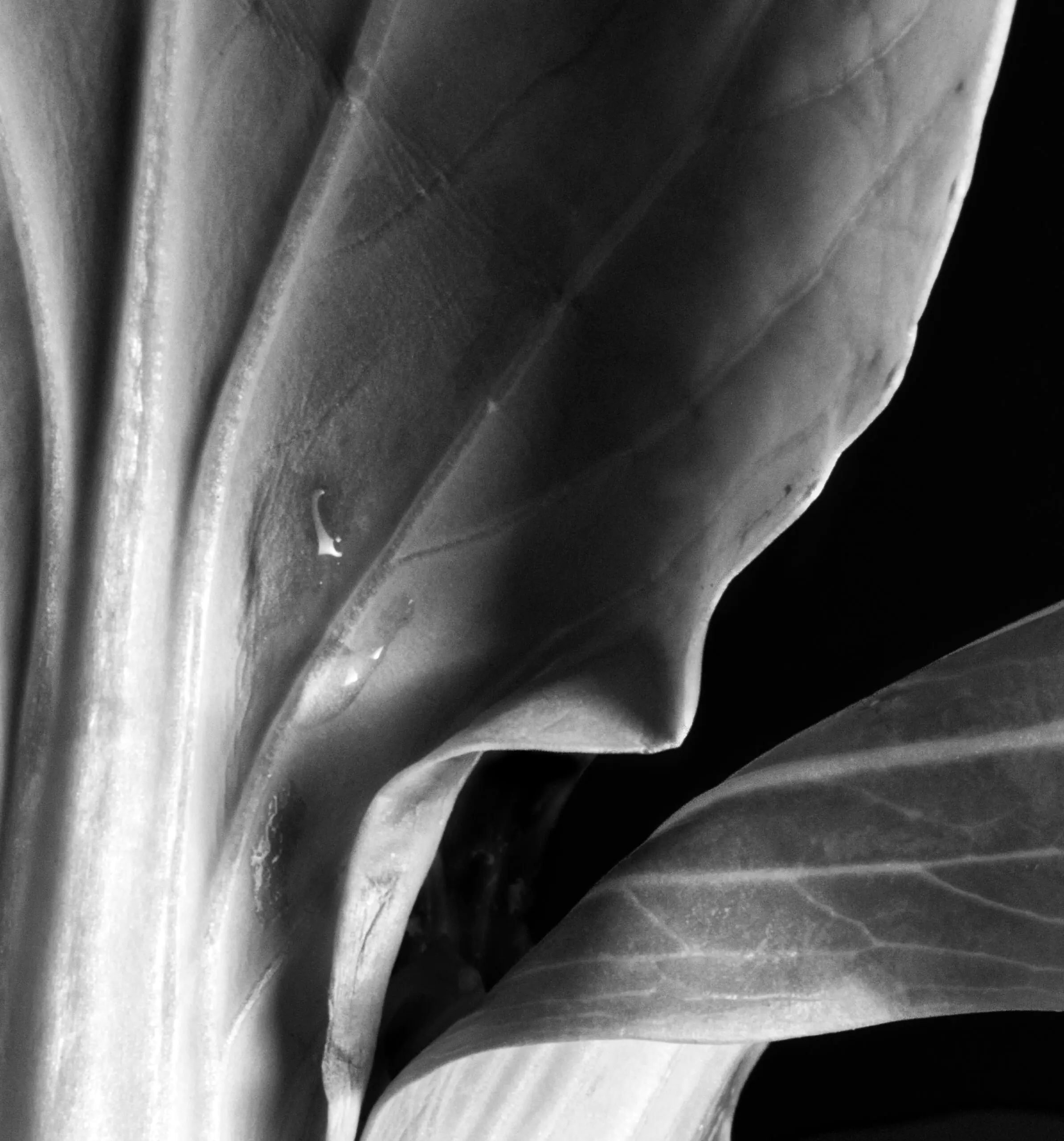 gallery grid image
